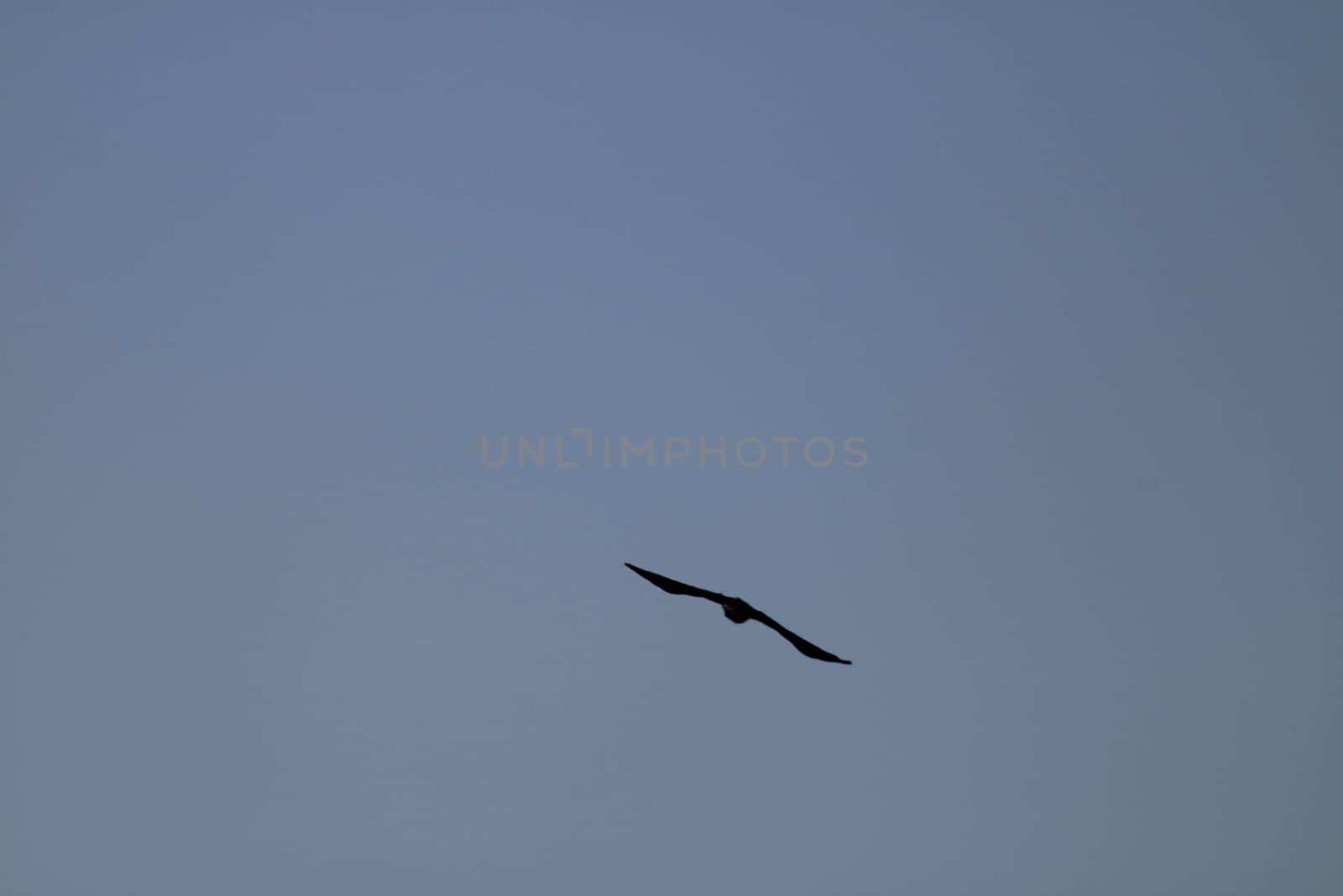 A large bird is seen soaring high above, its wings spread wide as it rides the gentle currents of air in a peaceful morning sky. The bright blue backdrop enhances its elegance.