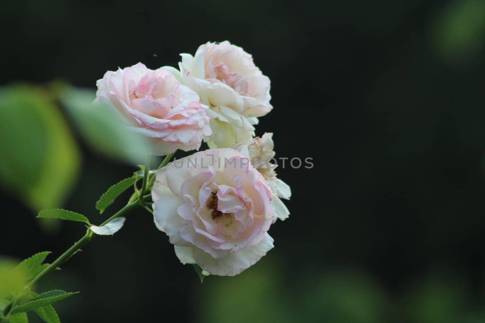 A cluster of soft pink and white roses captures the sunlight in a tranquil garden. The flowers are fully open, showcasing their intricate petals and lush green leaves.