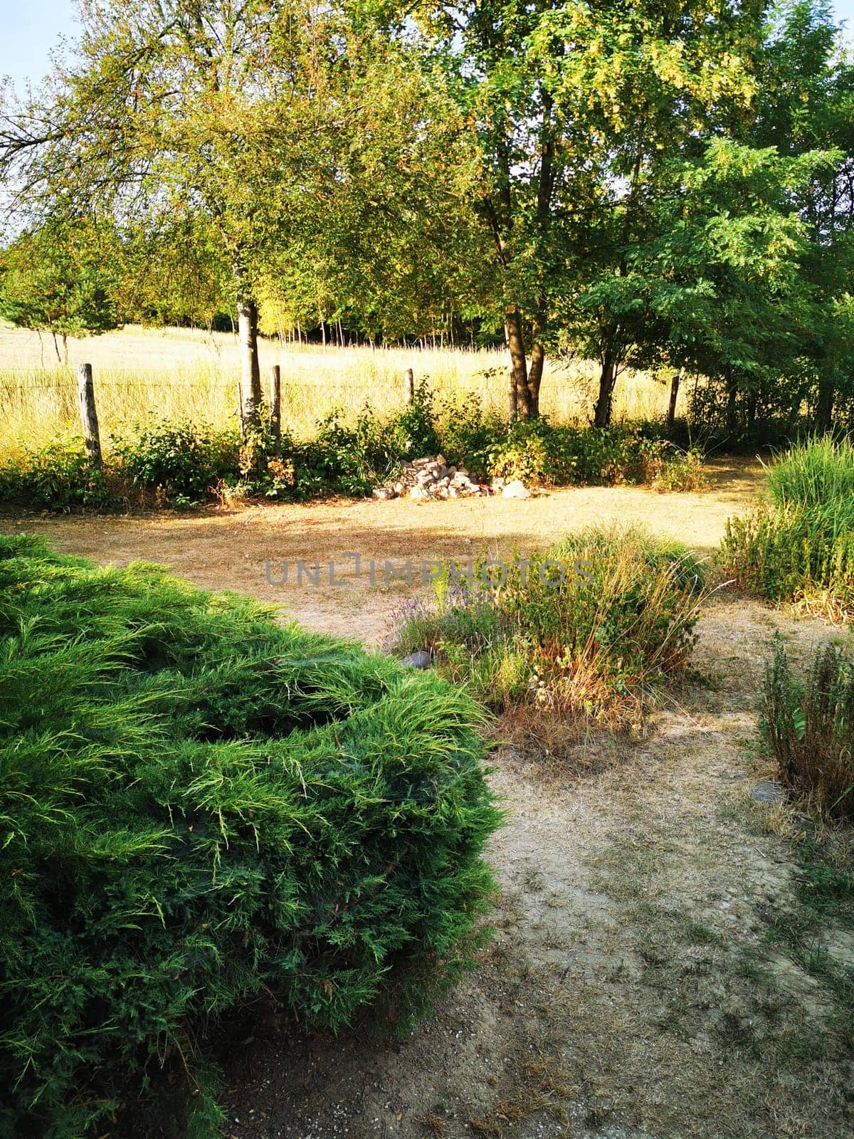 A peaceful countryside setting showcases a grassy patch surrounded by shrubs and wildflowers, illuminated by warm afternoon sunlight, near a rustic wooden fence.