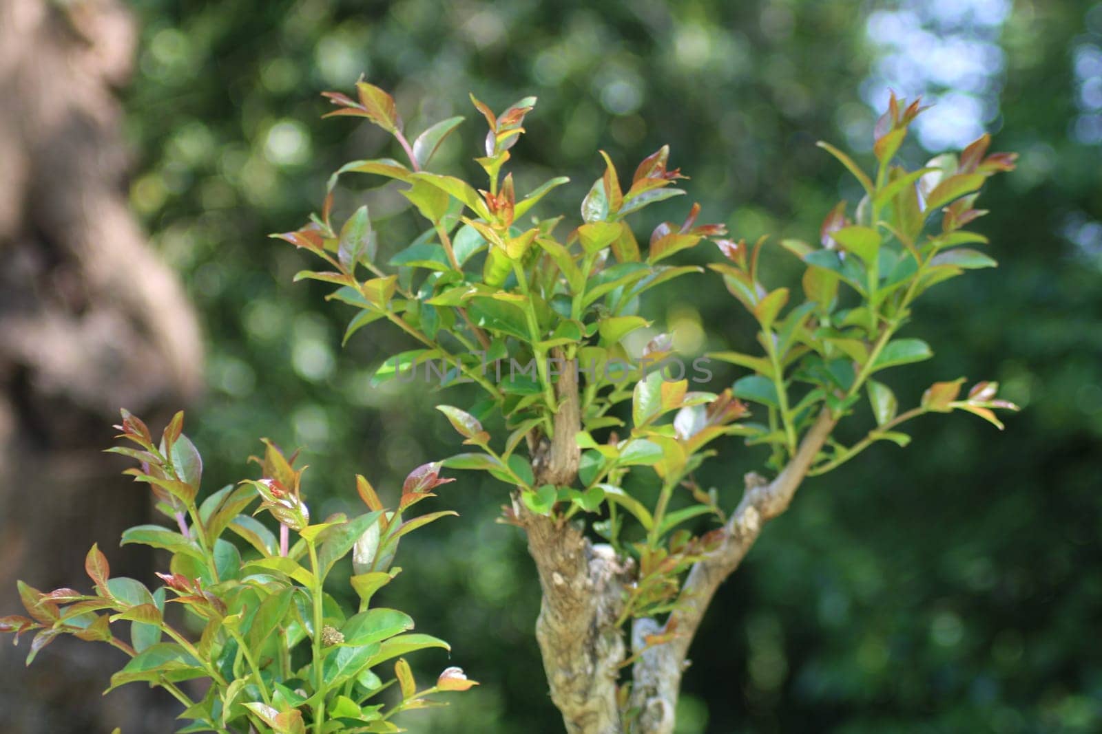 Sunlight filters through a lush garden, illuminating fresh green leaves sprouting on a slender branch. The vibrant foliage symbolizes the beauty of late spring growth and nature's renewal.