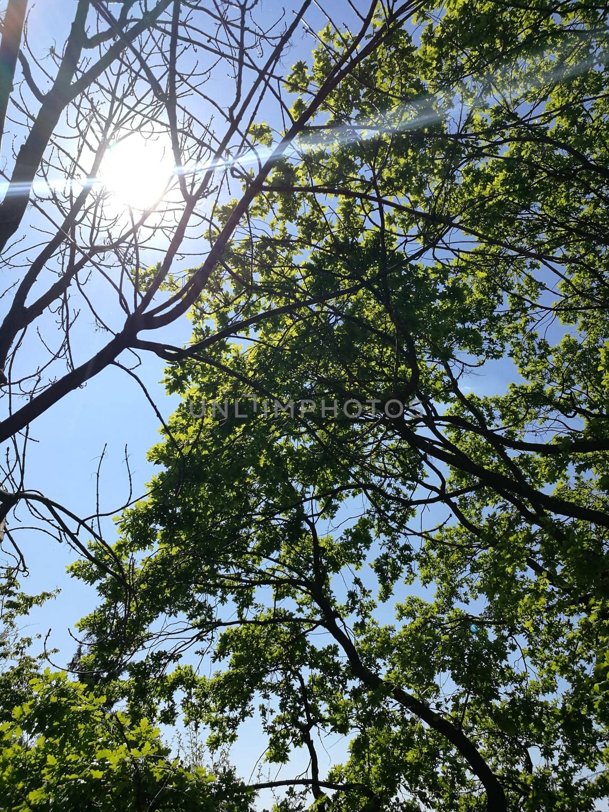 Sunlight streams through the lush green leaves of the trees, casting dappled light on the ground in a peaceful forest setting during daytime.