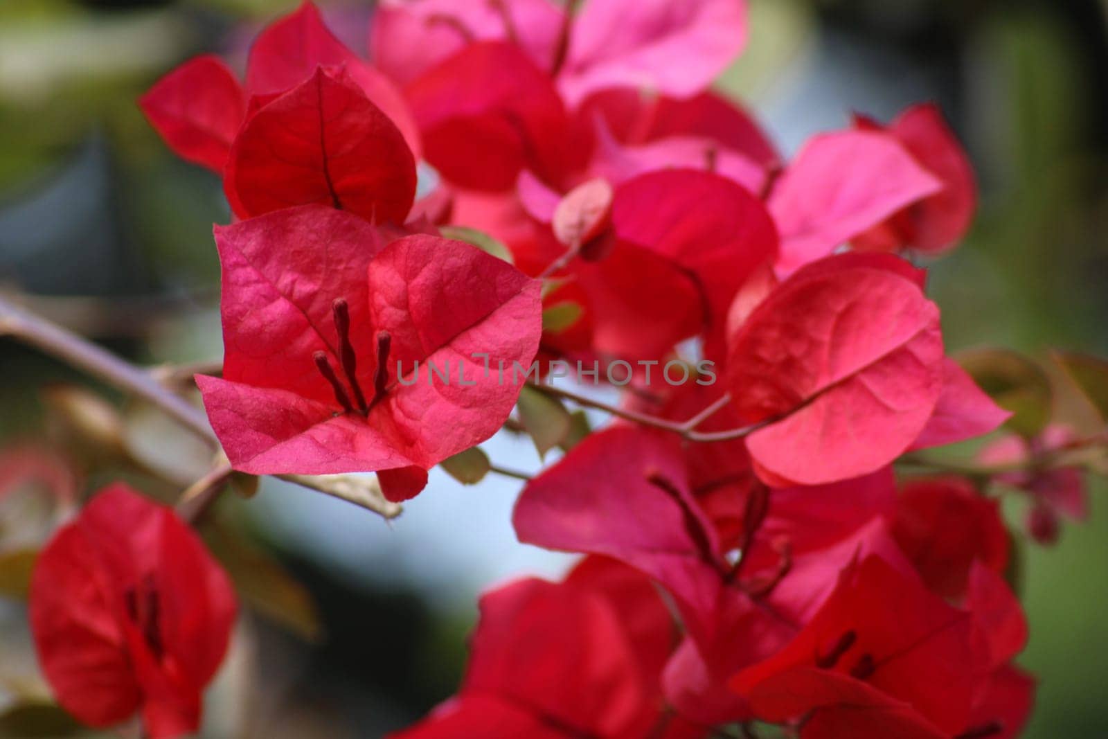 Bougainvillea branches display a profusion of vivid red flowers under bright sunlight, enhancing the beauty of a tropical garden atmosphere.