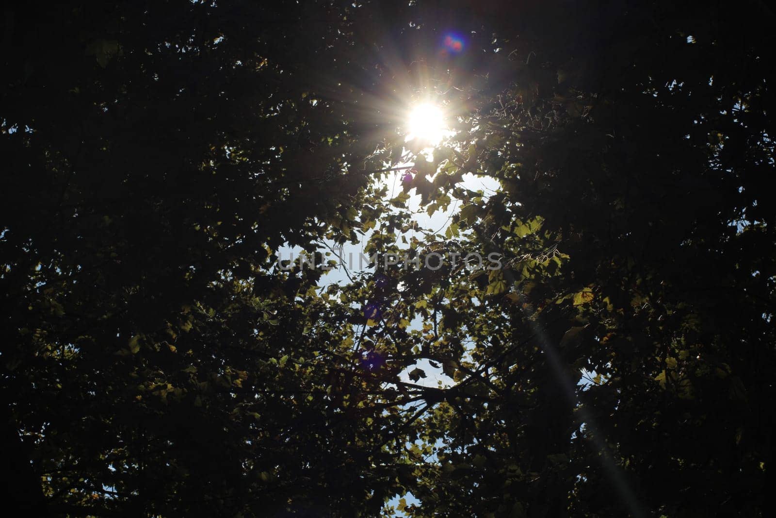 The warm sunlight streams through the dense canopy of greenery, casting gentle shadows on the ground below, creating a tranquil forest setting.