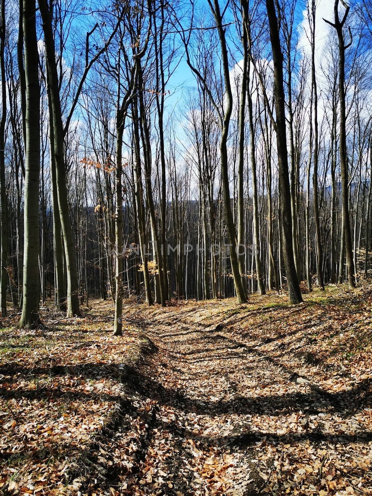 A tranquil forest pathway stretches ahead, flanked by tall trees shedding their autumn leaves, creating a beautiful natural landscape under a clear blue sky.