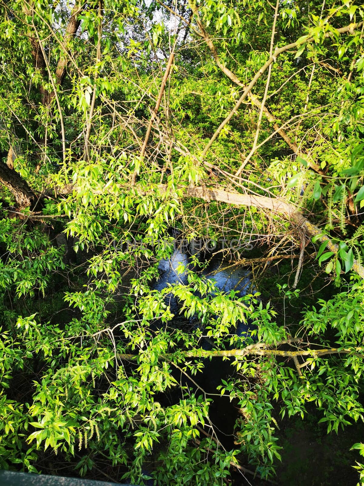 The early morning light filters through vibrant green leaves, illuminating a serene landscape where a hidden stream flows quietly, surrounded by lush vegetation.