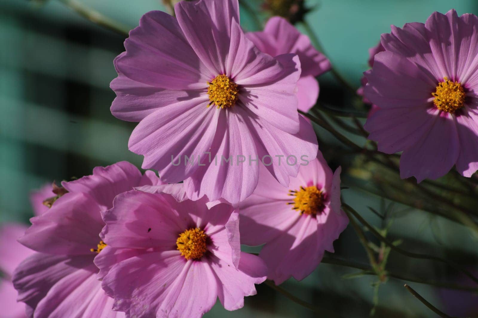Pink cosmos flowers display their vibrant petals in a garden, soaking up sunlight. Their bright yellow centers attract pollinators, enhancing the spring atmosphere.