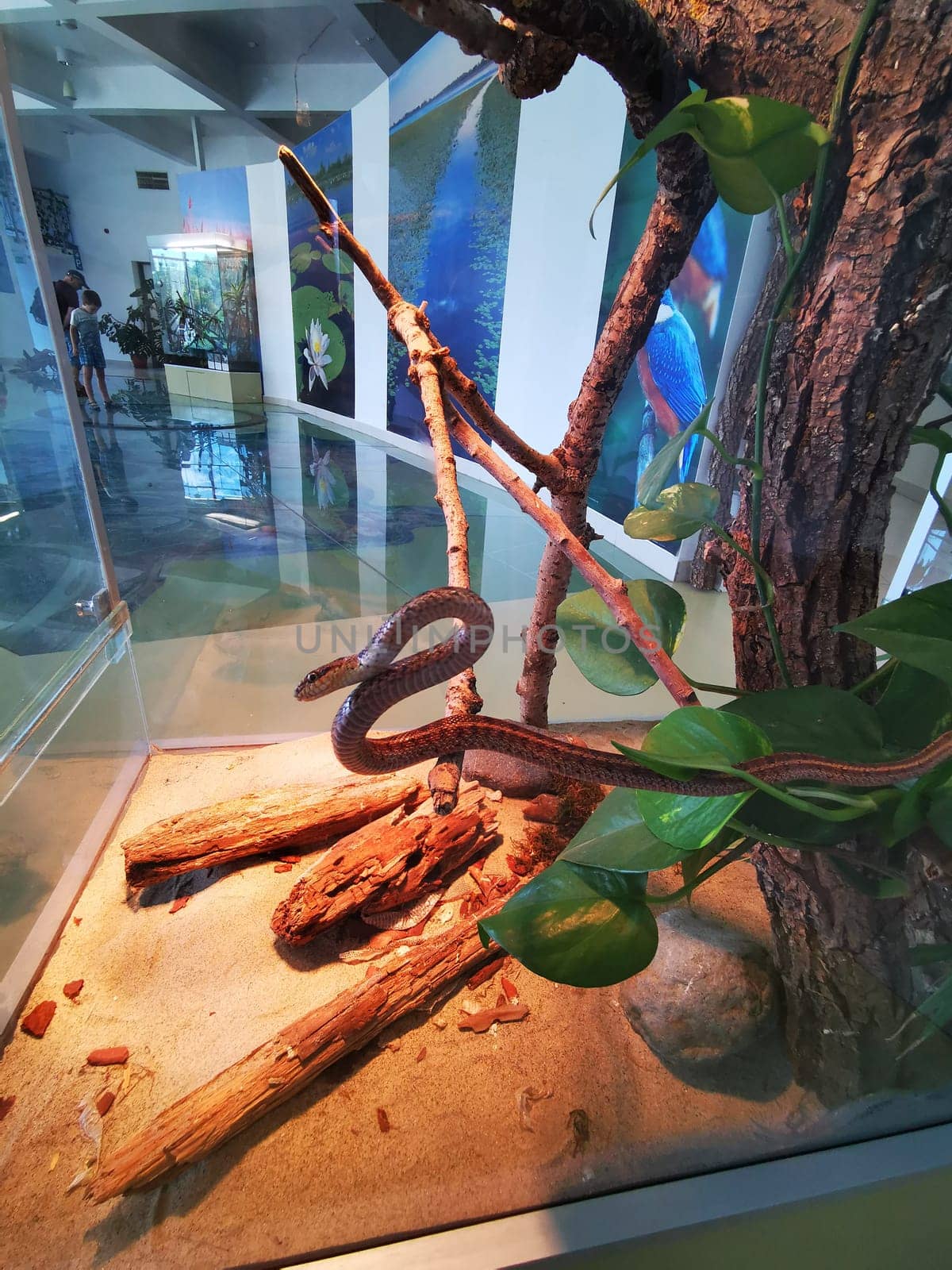 The snake winds its way through branches and leaves within a well-designed enclosure, offering visitors a glimpse of its natural behavior in a zoo setting.