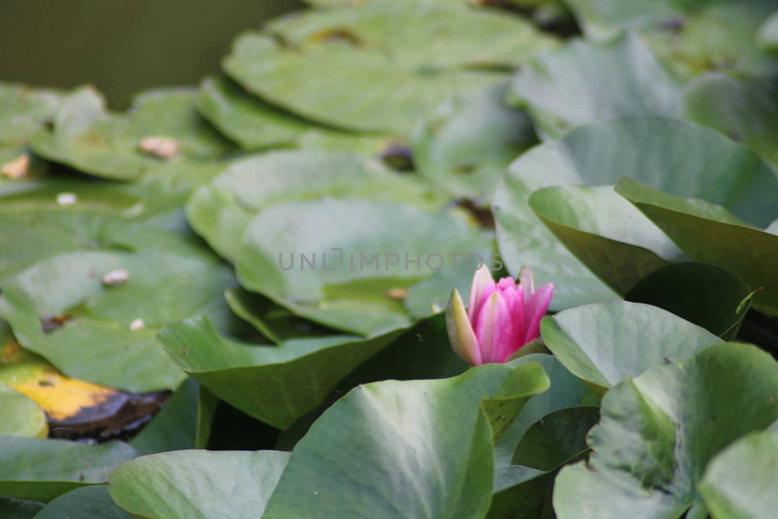 A single pink water lily stands out amidst a sea of lush green lily pads in a serene pond, capturing the beauty of early morning light and nature's calm.