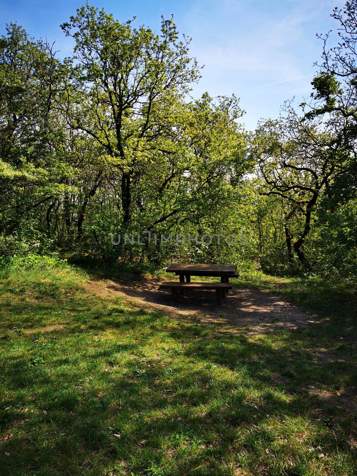 A serene picnic area features a sturdy wooden table nestled among vibrant trees and grassy surroundings, inviting relaxation on a sunny day.