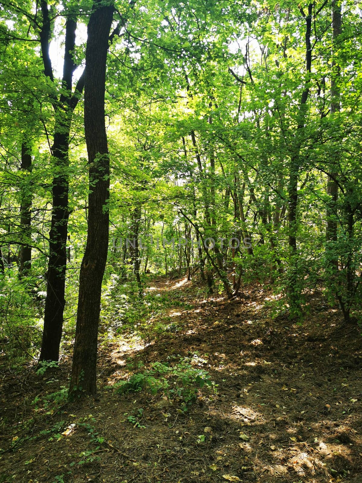 A serene forest path meanders through tall trees, bathed in sunlight and surrounded by vibrant greenery, inviting peaceful adventures in nature.