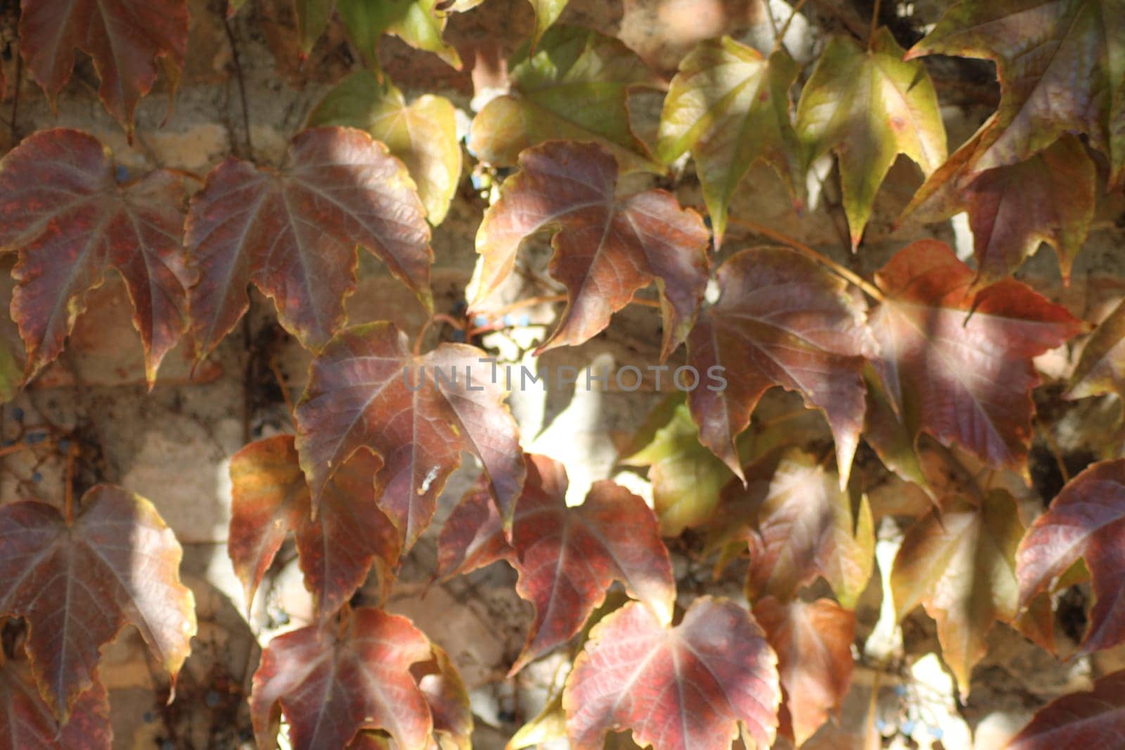 Brightly colored leaves in shades of red and green cover a wall, illuminated by sunlight. The vibrant foliage represents the beauty of autumn in a serene garden setting.