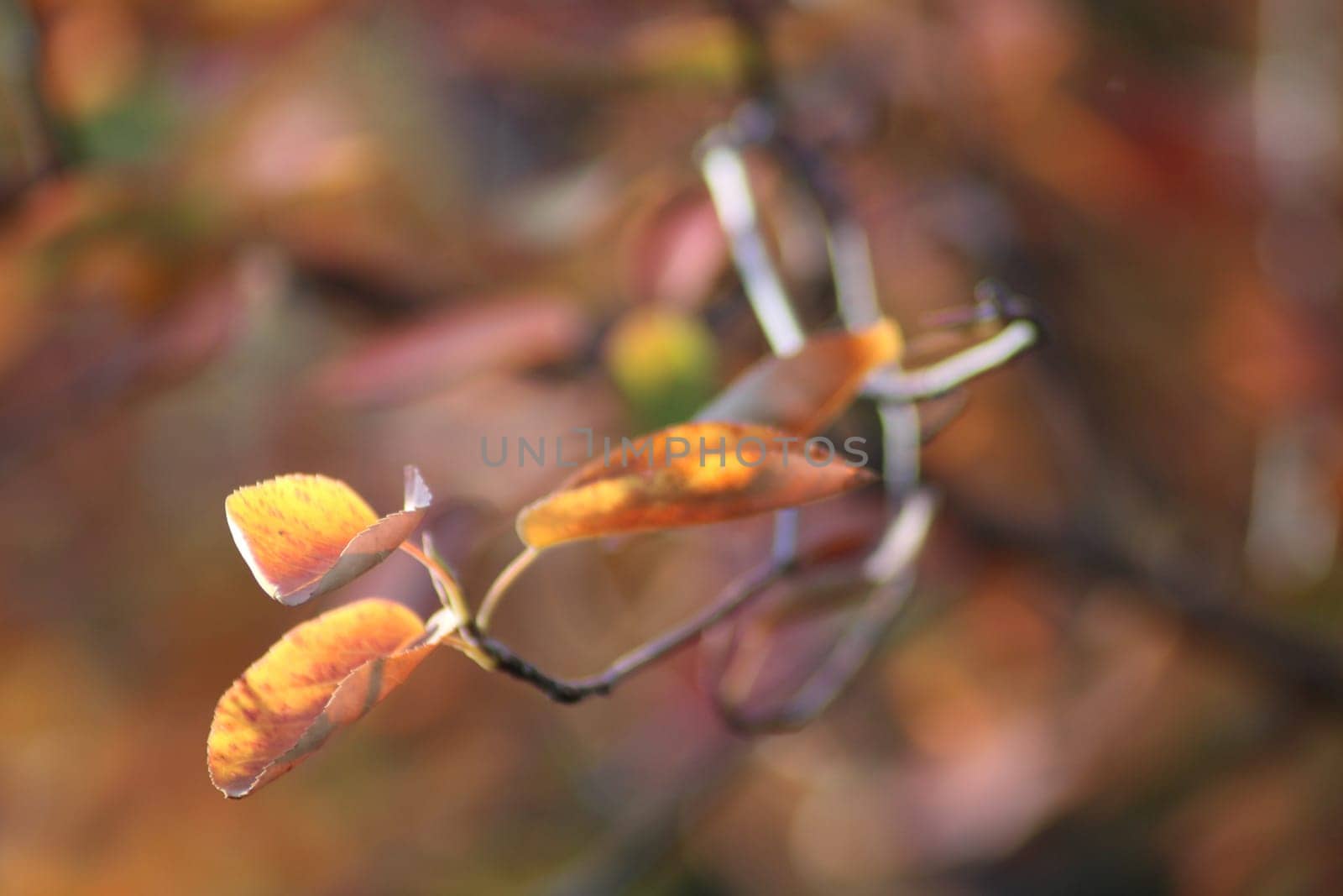 Delicate autumn leaves shimmer in golden sunlight, highlighting their vibrant colors as they cling to slender branches in a tranquil woodland setting.