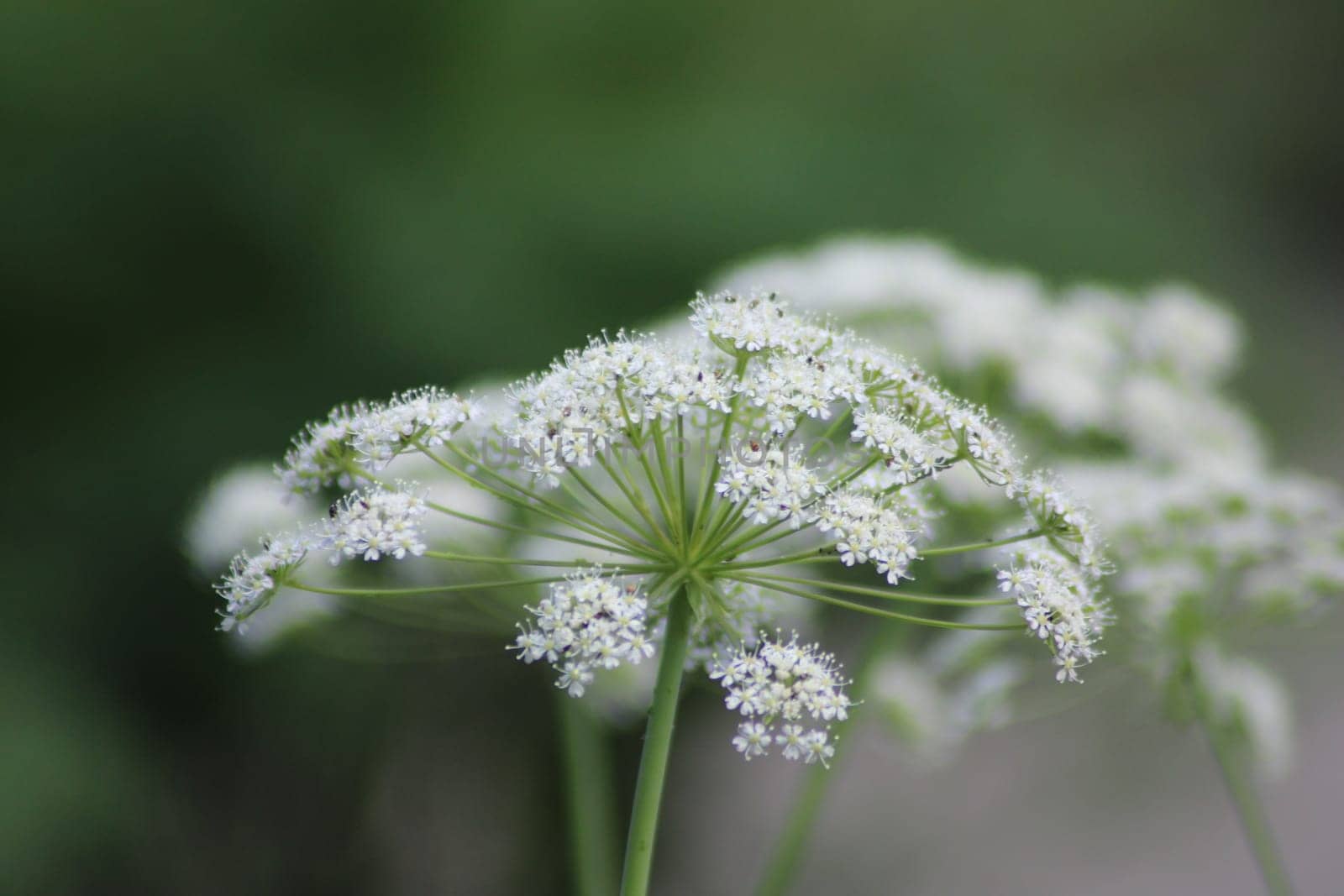 A cluster of intricate white wildflowers stands out against a blurred green background, capturing the beauty of a spring day with delicate petals.