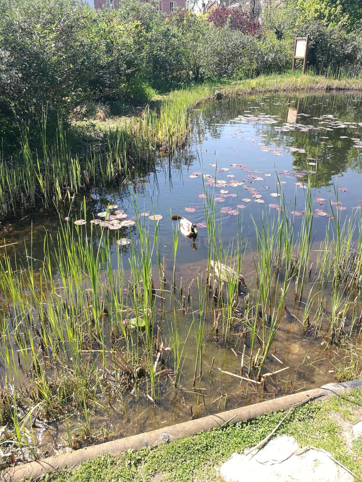 A tranquil pond features tall reeds and vibrant lily pads floating on the surface, showcasing a peaceful natural setting in a park during spring.