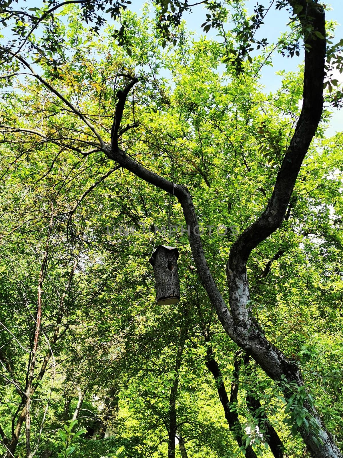 A rustic birdhouse is suspended from a sturdy branch amidst lush green foliage, illuminated by bright sunlight filtering through the leaves in a serene forest.