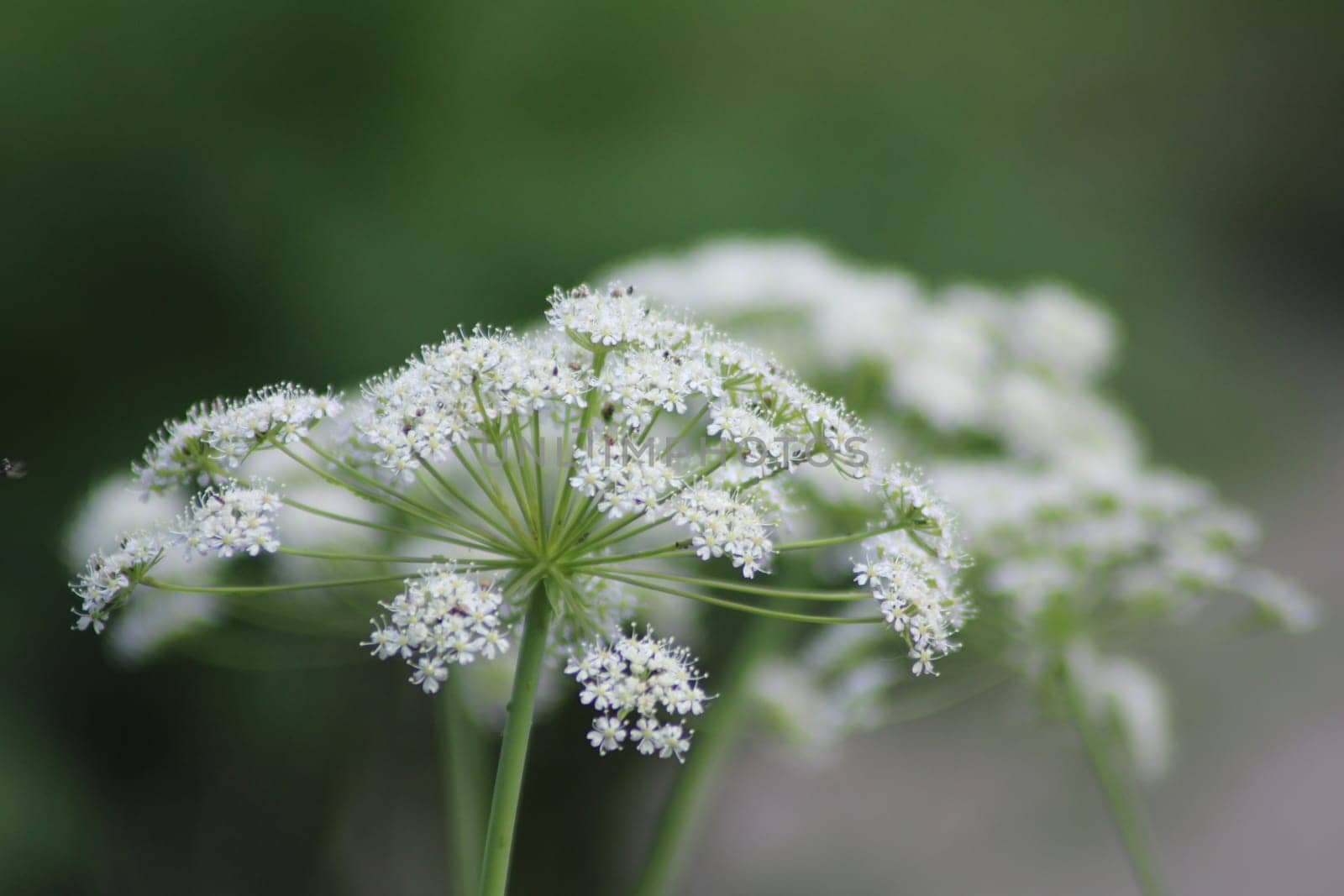 A cluster of tiny white flowers with intricate details stands out against a blurred green background, showcasing the beauty of the spring season.