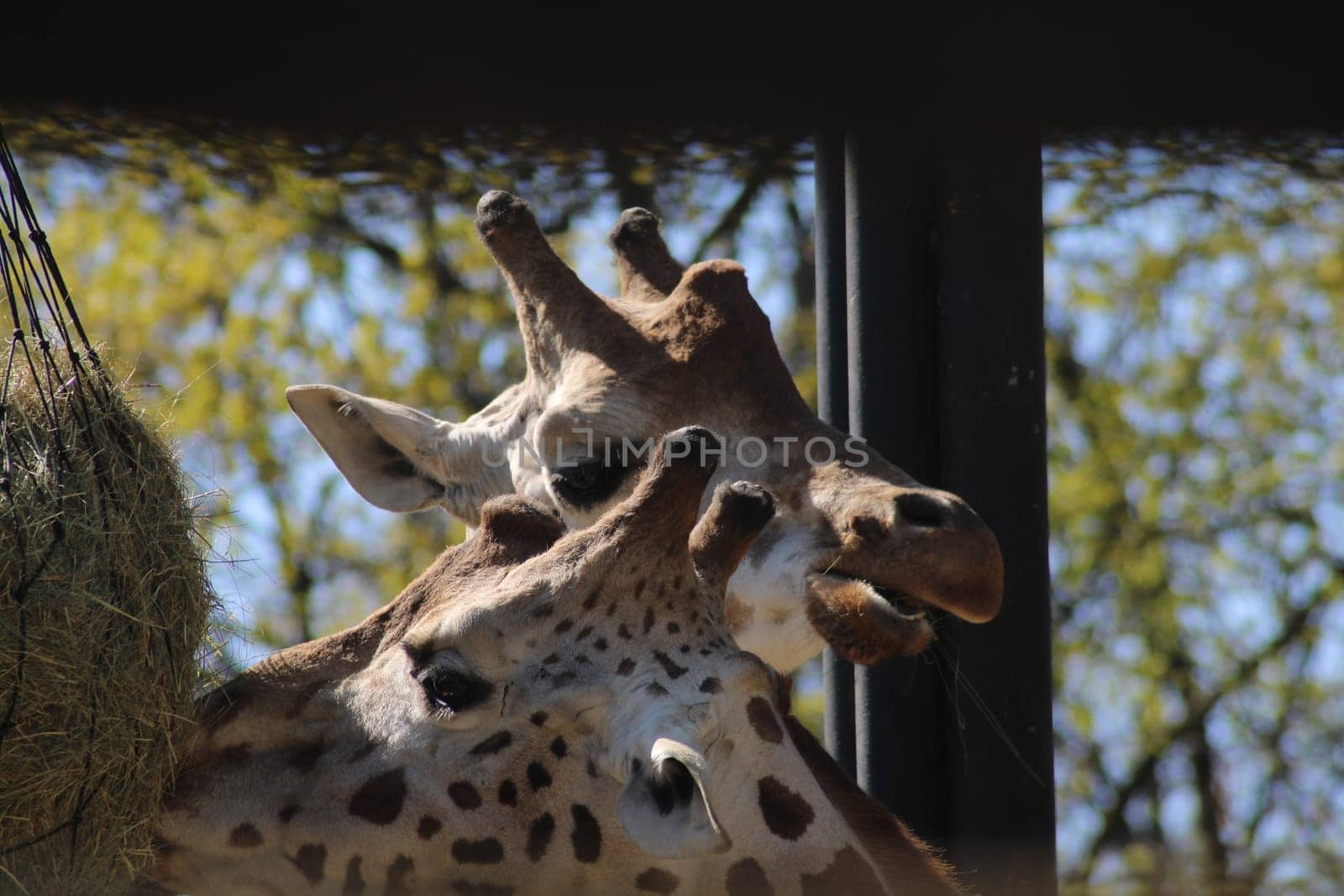 Two giraffes gracefully reach for hay in their enclosure. The sun shines brightly, casting shadows on their long necks as they enjoy their meal.