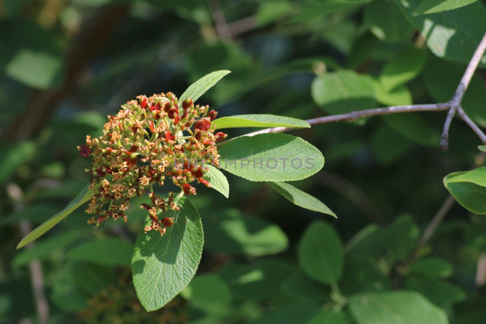 A flowering plant showcases clusters of small red buds surrounded by vibrant green leaves in a lush outdoor environment under bright sunlight.