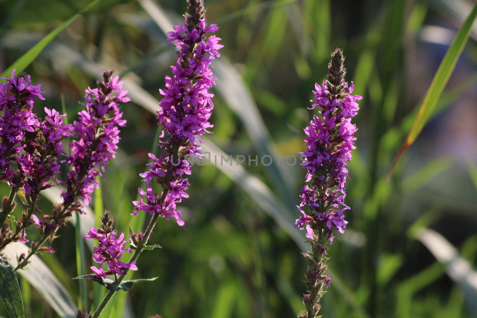 Bright purple wildflowers stand tall in a sunny meadow, surrounded by rich green foliage, showcasing the beauty of nature in late spring.