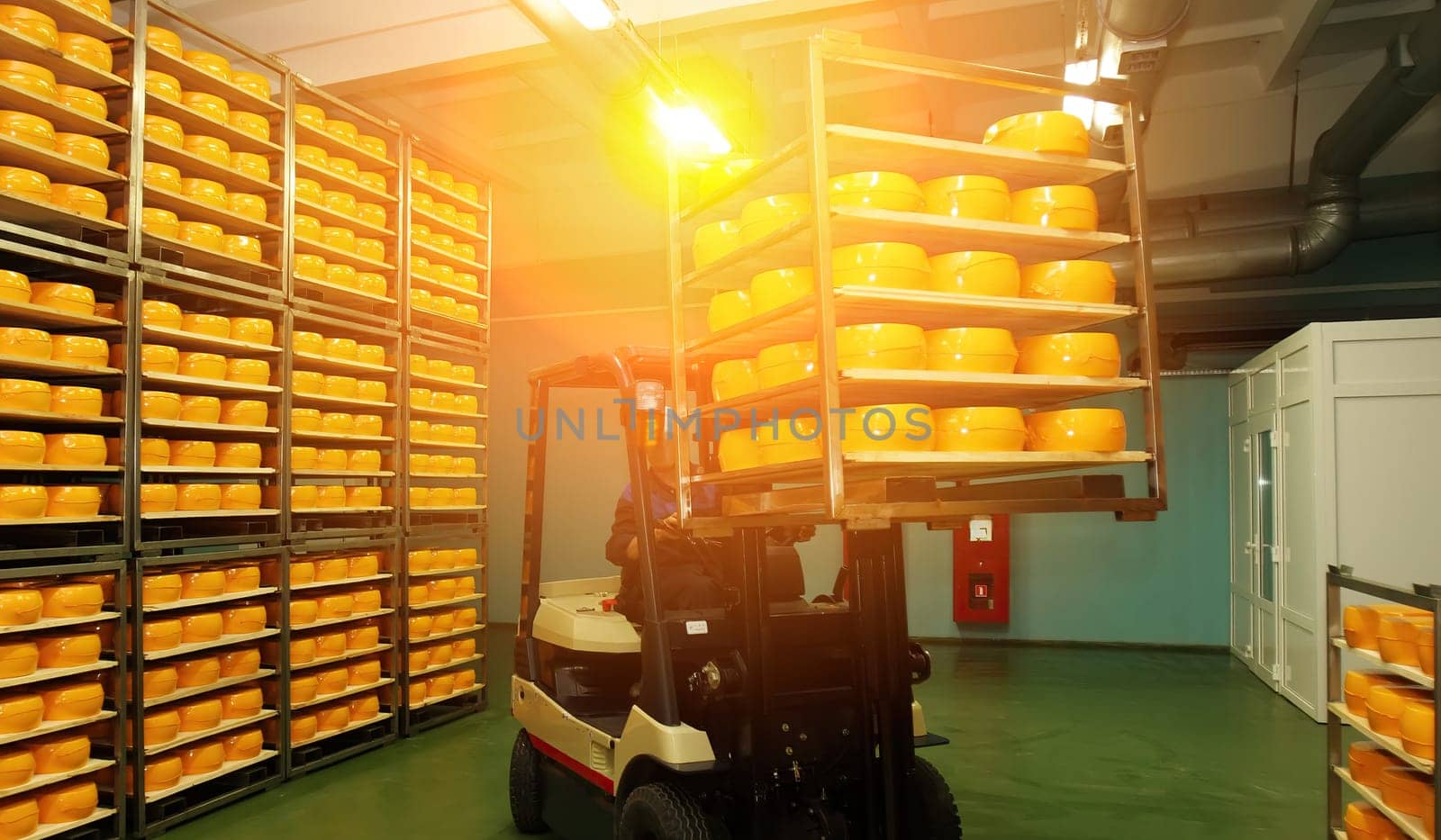 Workers maneuver through a cheese storage facility stacked high with golden wheels, preparing for distribution while sunlight streams through the space.