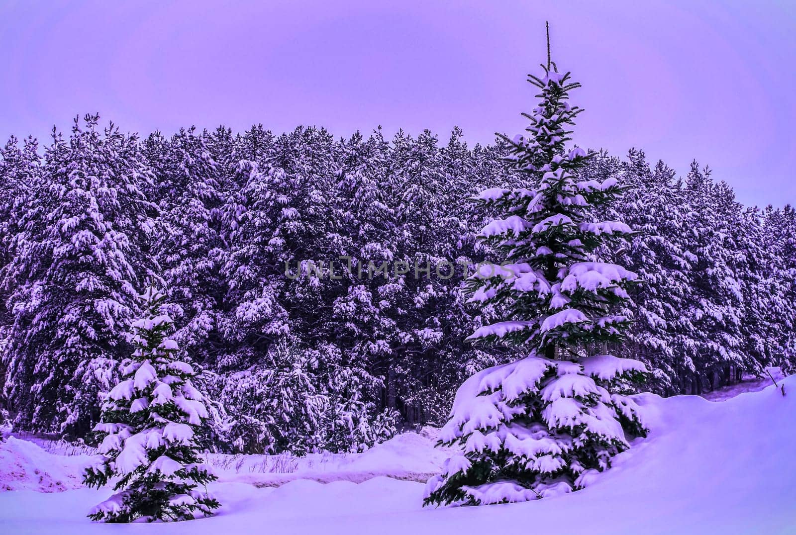 Two evergreen trees are blanketed in fresh snow, set against a dense forest under a twilight sky.