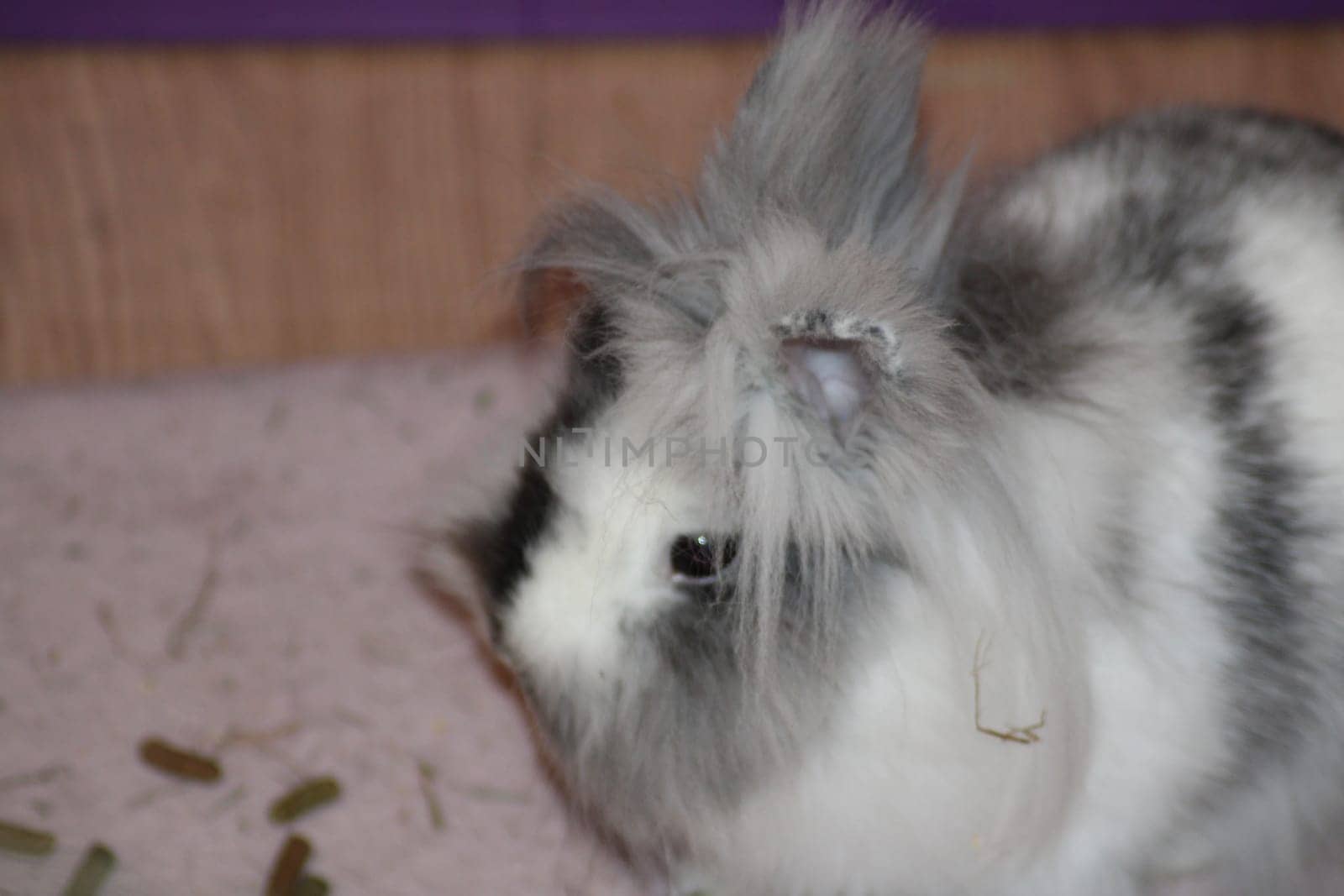 A fluffy rabbit with striking gray and white fur is curiously observing its environment, surrounded by soft bedding and small treats on the ground.