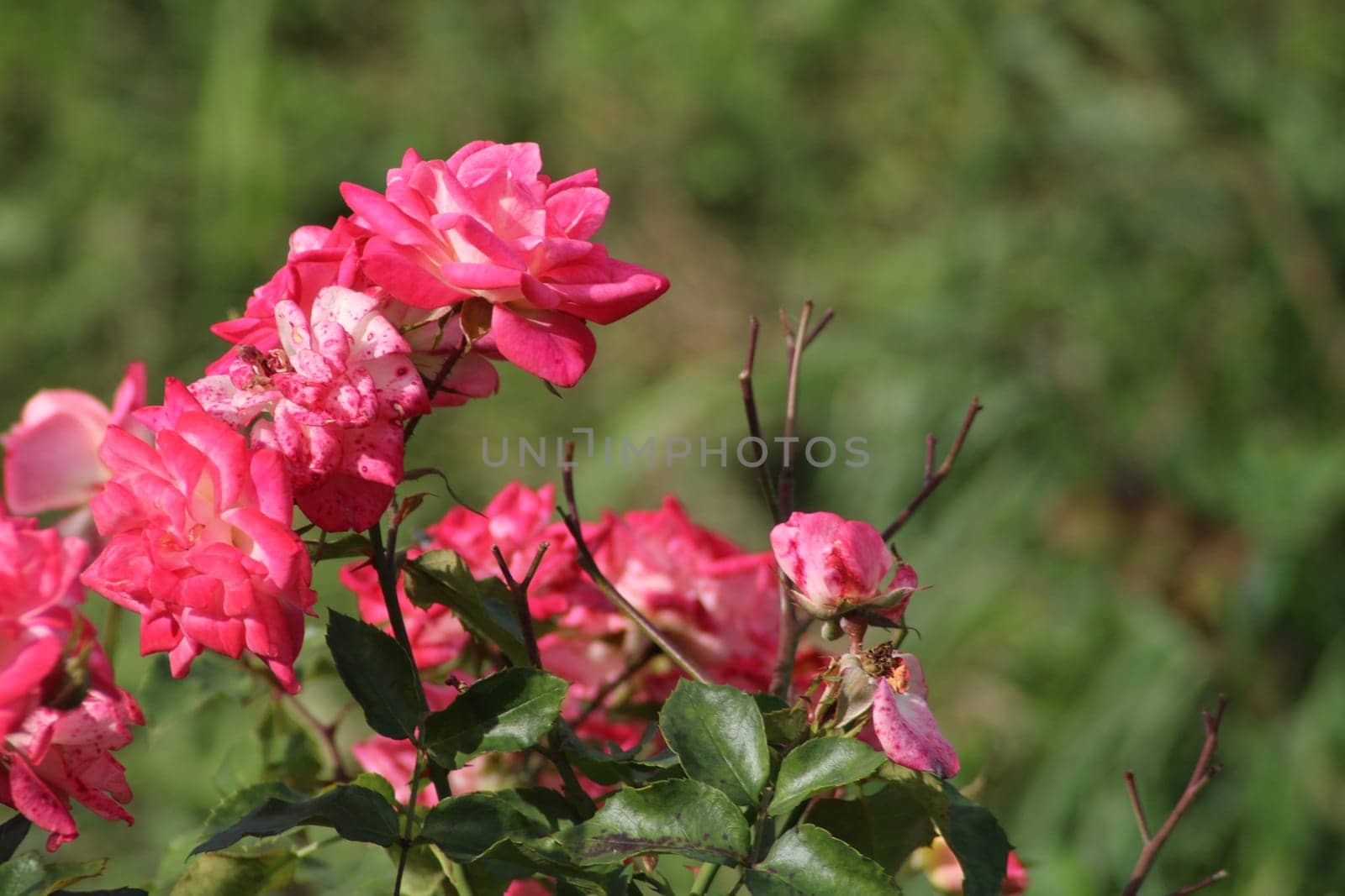 Clusters of bright pink roses are flourishing in a verdant garden. The flowers are in full bloom under the warm sun, creating a lively atmosphere.