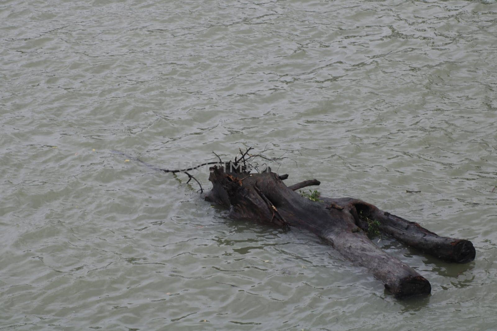 A weathered log drifts in tranquil waters, partially submerged and gracefully surrounded by soft ripples under a clear sky. The peacefulness of the scene invites contemplation.
