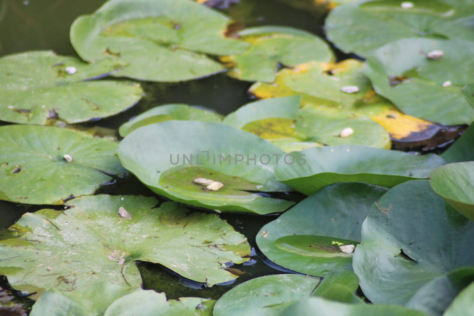 A tranquil pond showcases lush green lily pads drifting peacefully on the water's surface, with delicate reflections and soft sunlight filtering through the trees.