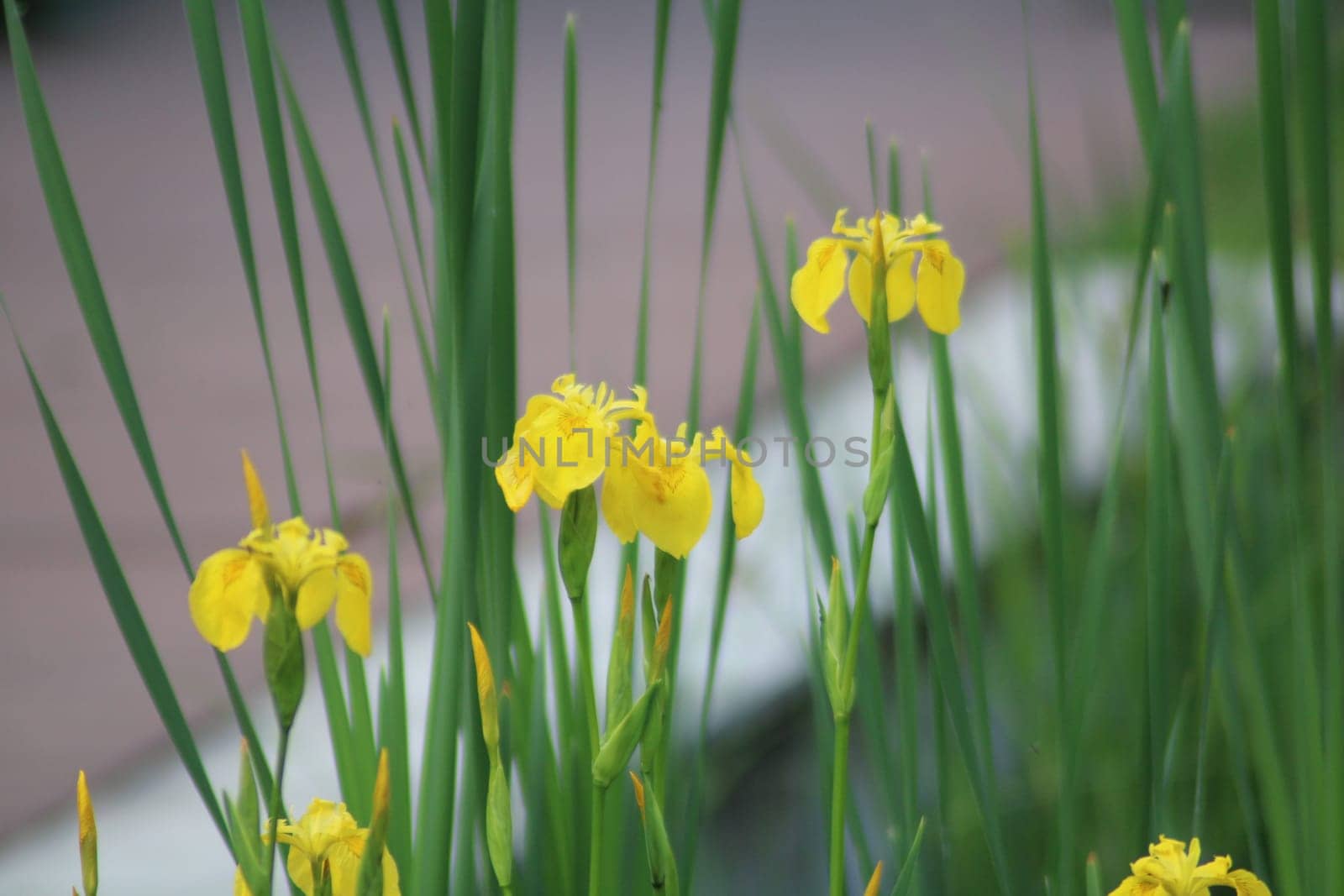 Bright yellow flowers stand tall amidst lush green grass along a tranquil pathway, basking in the warm sunlight of a beautiful summer afternoon.