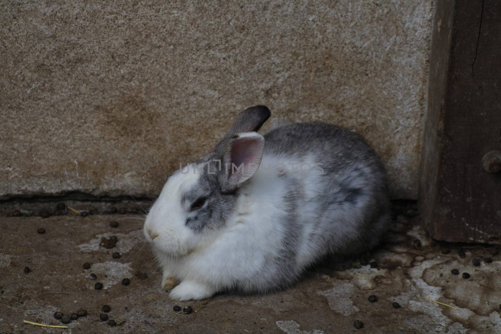 A gray and white rabbit sits peacefully near a weathered wall, enjoying a quiet moment in a farmyard during the warm afternoon hours.