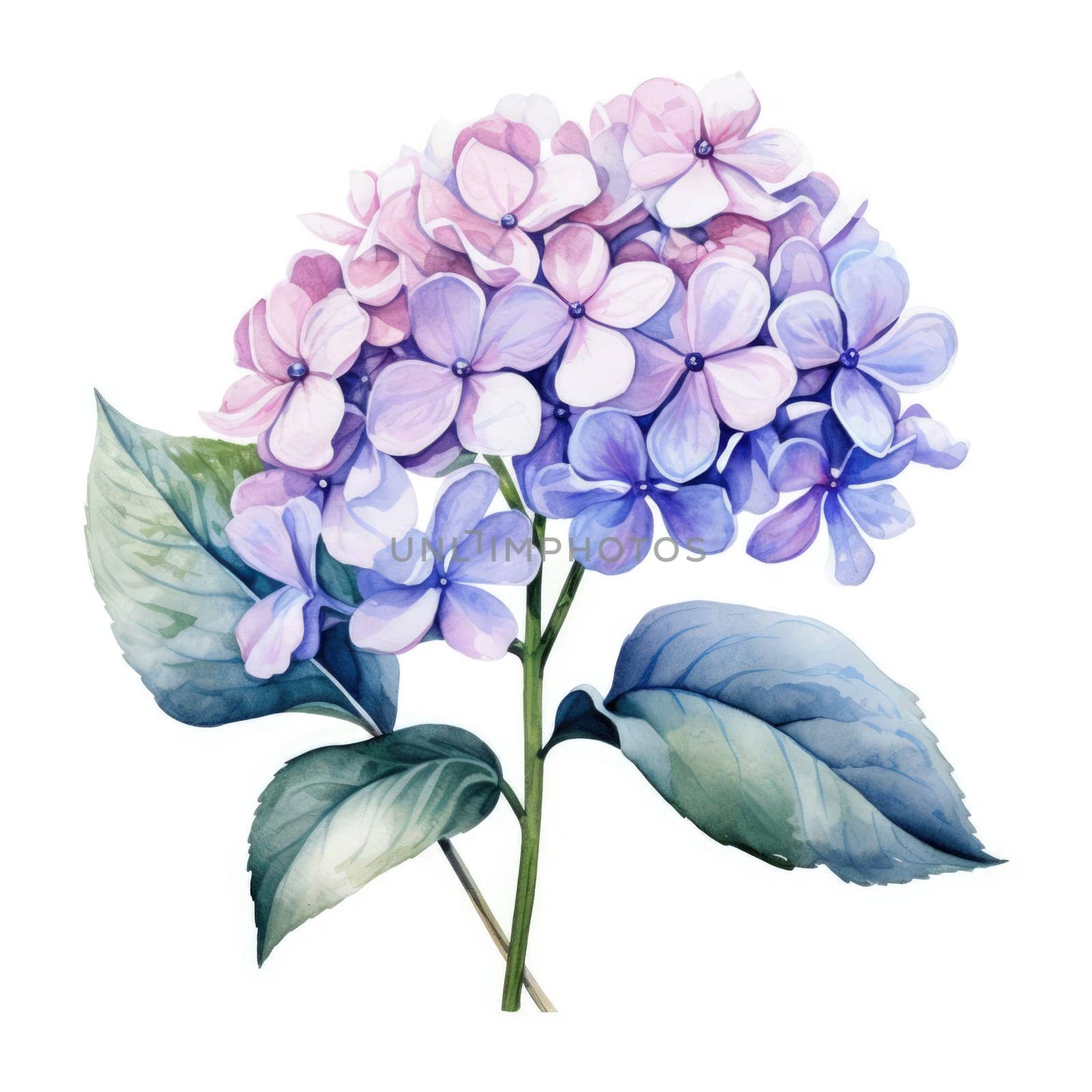 Stunning watercolor illustration of hydrangea blossoms in vibrant purple and pink hues, accented by lush green leaves. Perfect for floral designs, artistic projects, and elegant home decor