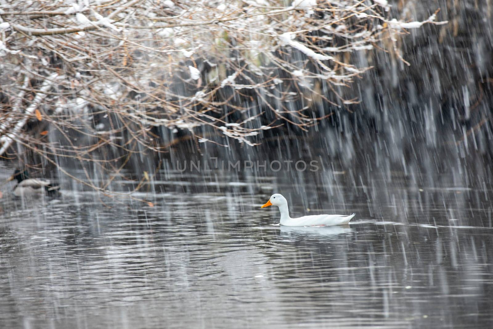 A duck is swimming in a lake with snow falling around it. The scene is peaceful and serene, with the duck being the main focus of the image