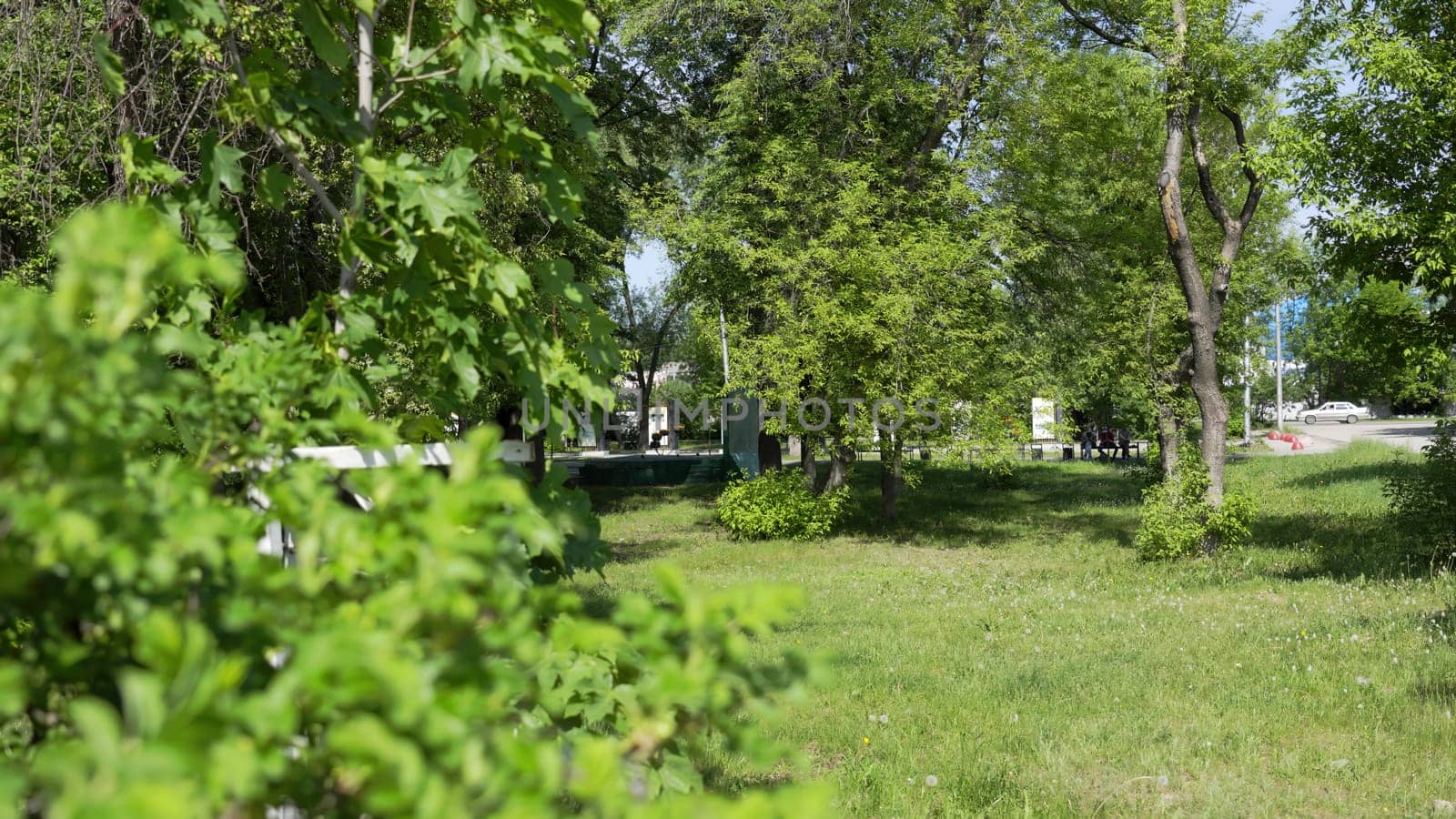 A vibrant park with diverse trees and greenery, perfect for outdoor relaxation and enjoyable activities. Clip