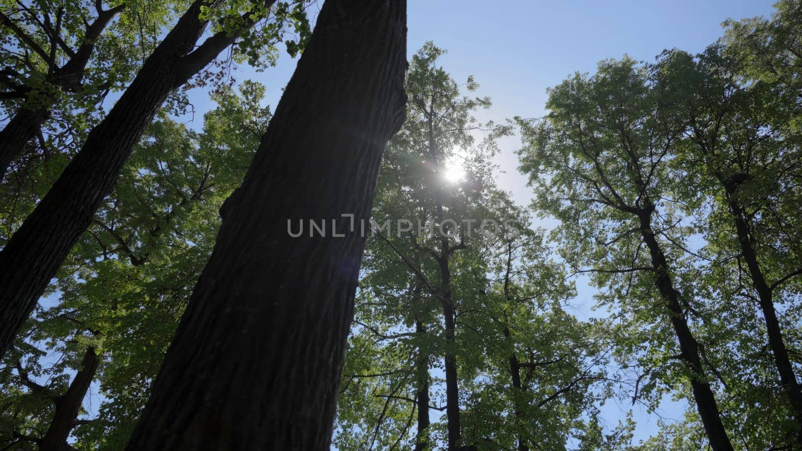 A breathtaking and stunning view of sunlight beautifully filtering through tall trees in a vibrant green forest. Clip