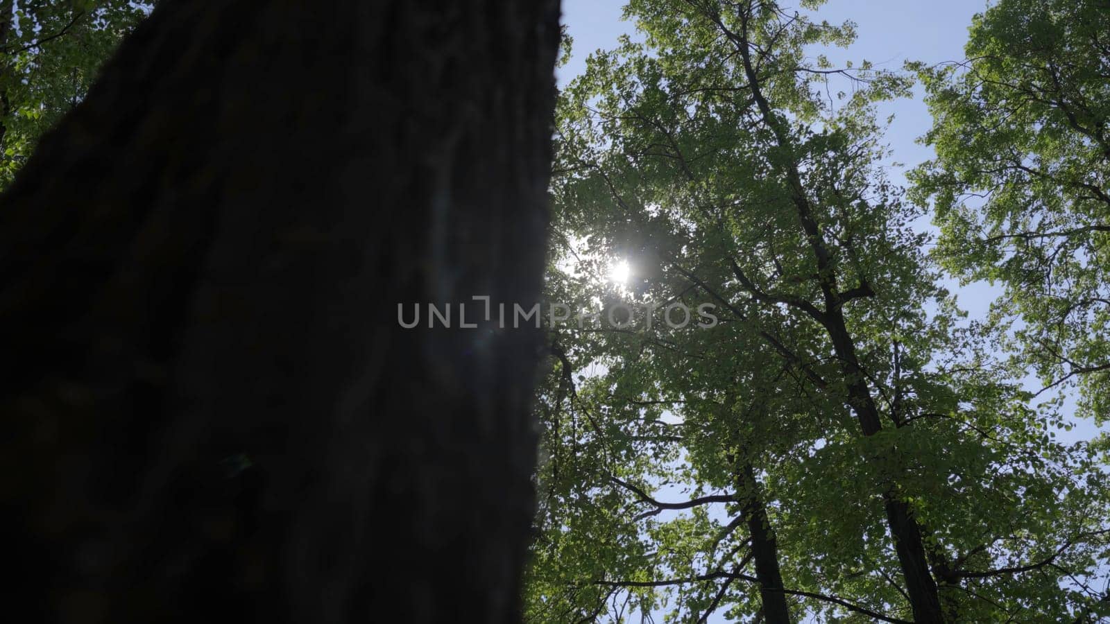 A tranquil and serene shot showcasing towering trees along with vibrant foliage beneath a clear blue sky. Clip