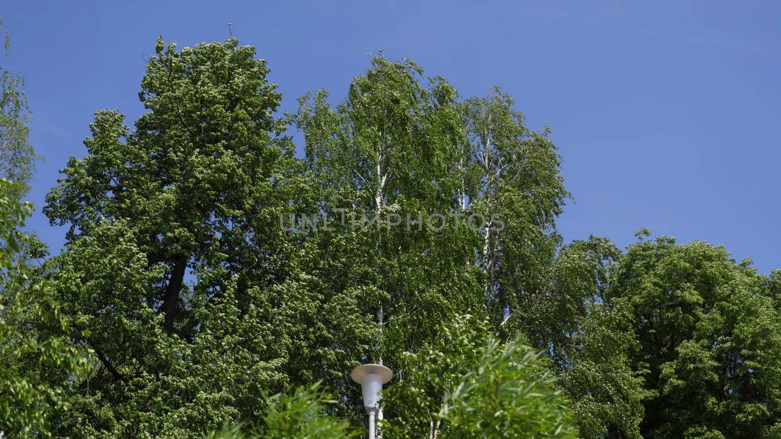 On this bright and sunny day, a charming street lamp stands tall beside lush green trees underneath the clear, blue sky. Clip