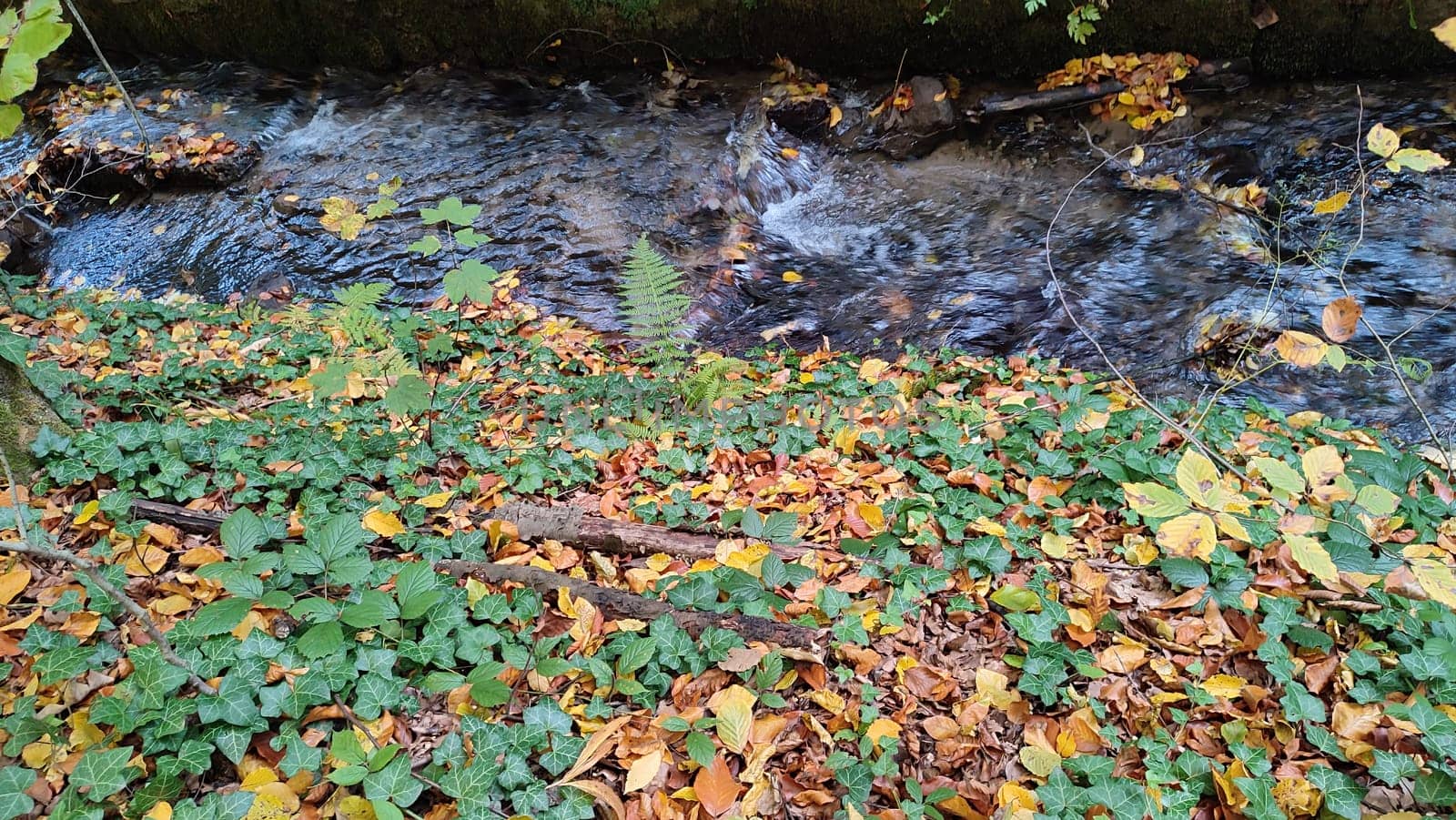 nature waterfall. stream water, forest background, green yellow leaves summer autumn. High quality photo