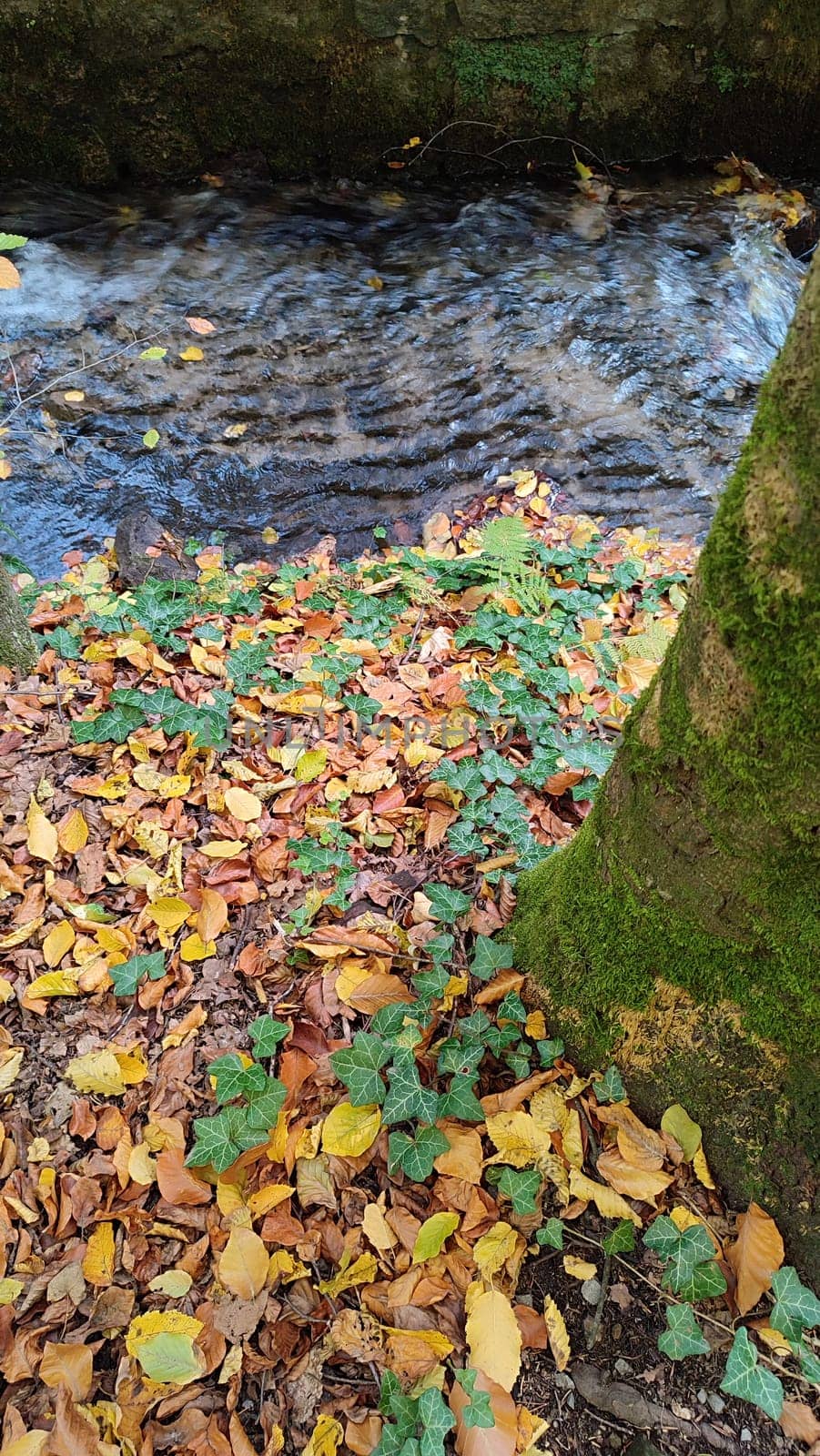 nature waterfall. stream water, forest background, green yellow leaves summer autumn. High quality photo