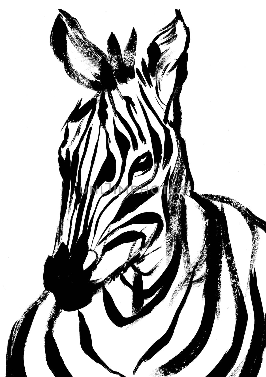 zebra head close drawn with black paint on a white background for postcards and illustrations as well as textiles