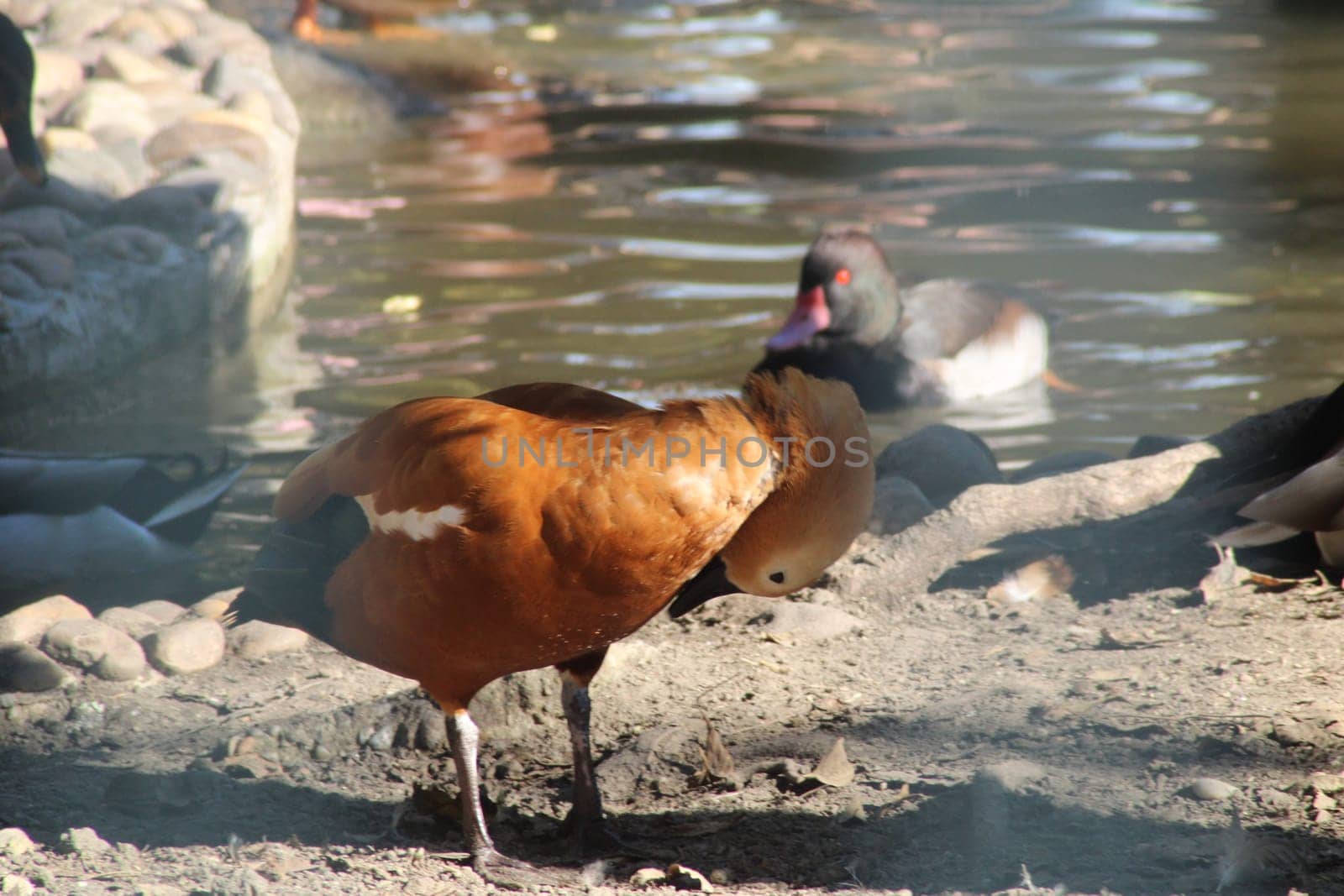 A brown duck searches for food along the shore of a tranquil lake, while a black duck swims peacefully in the background among the lush greenery.