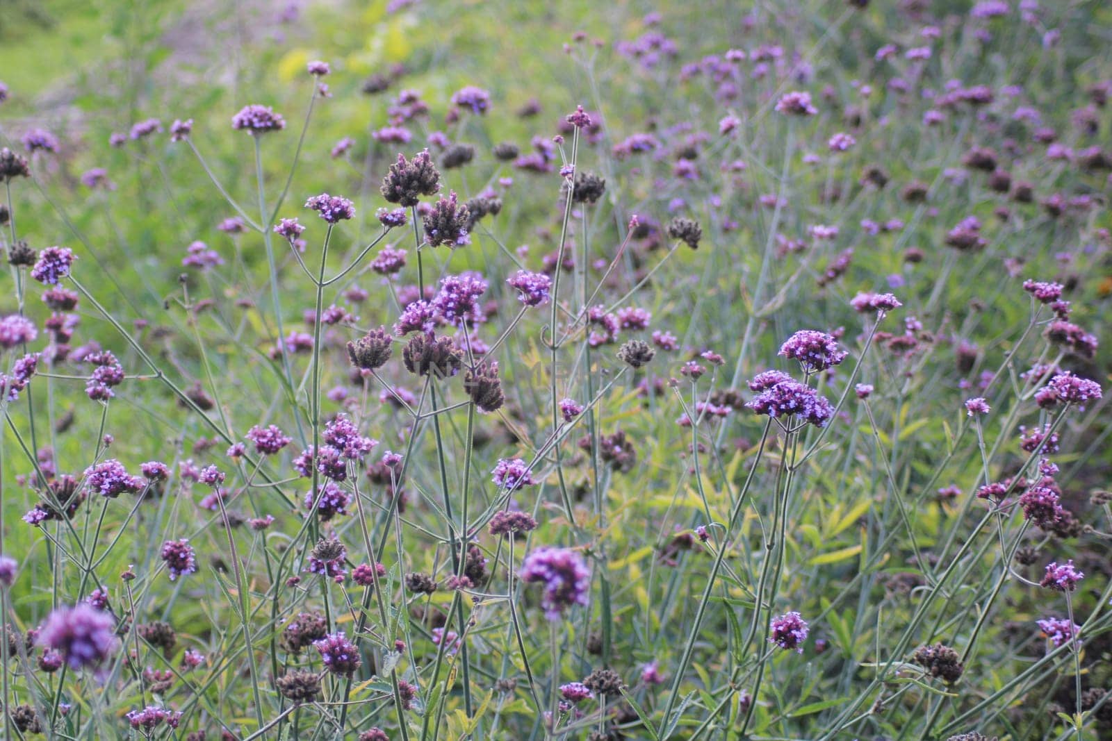 A field filled with clusters of purple flowers stretches across the landscape, dancing lightly in the warm afternoon breeze under a clear sky.