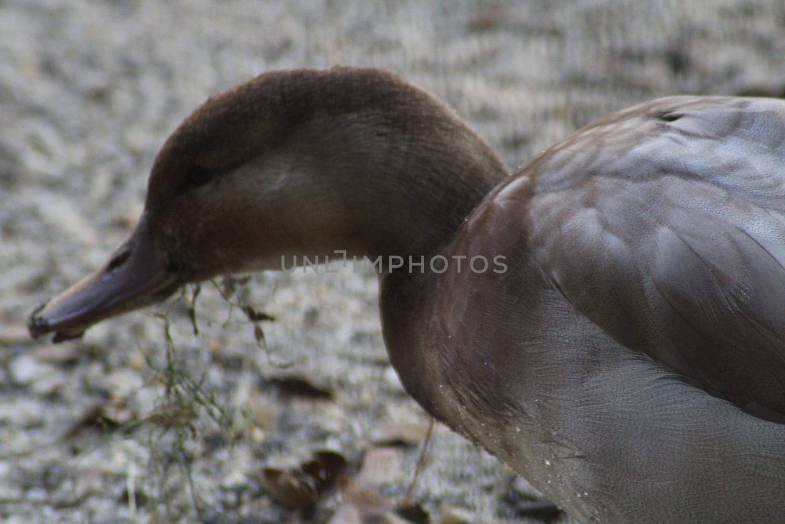The duck is actively searching for food among the pebbles and vegetation by the water's edge, highlighting its natural behavior in a tranquil environment.
