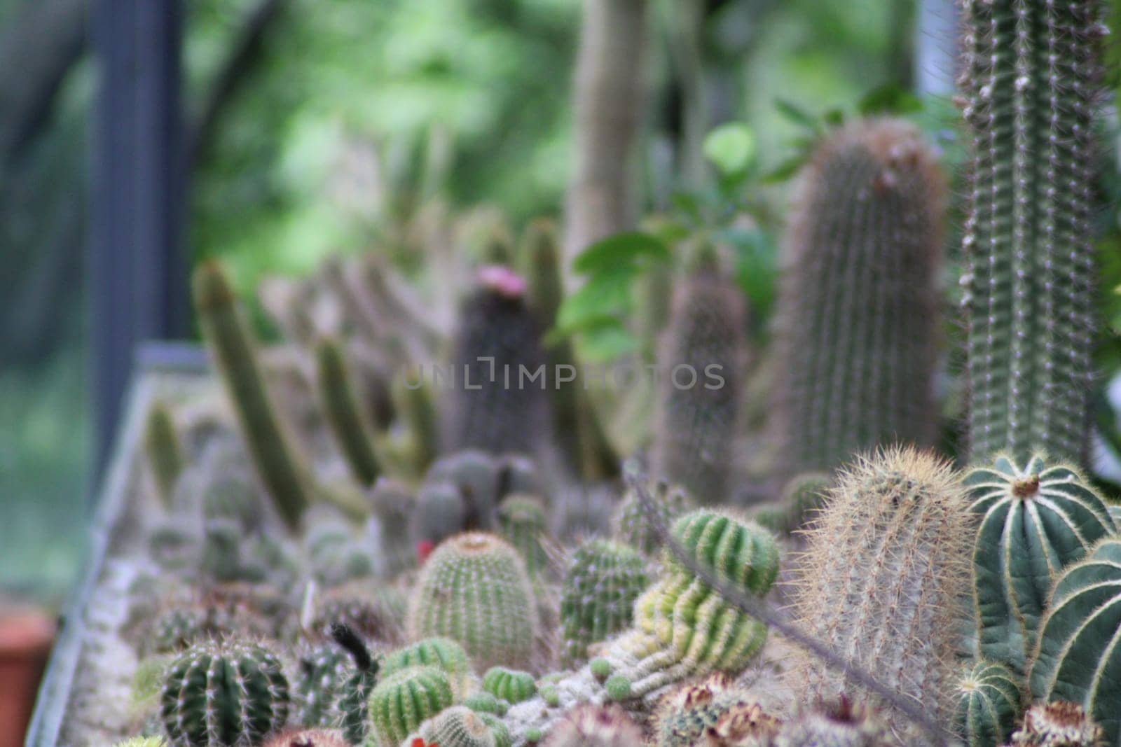 Numerous cacti are arranged in a greenhouse, basking in afternoon light. The collection highlights various species with unique shapes and colors, surrounded by greenery.