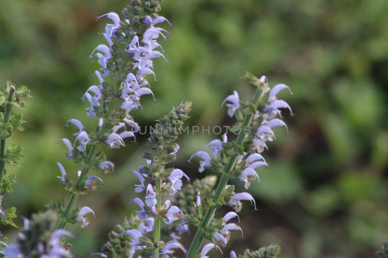 Lavender flowers stand tall amidst verdant foliage, showcasing their vibrant petals under the gentle sunlight of springtime. Nature's beauty thrives in full color.