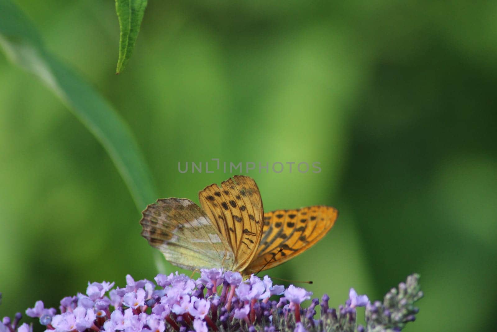 A butterfly with intricate orange and brown markings rests gracefully on clusters of purple flowers, surrounded by rich green foliage on a sunny day.