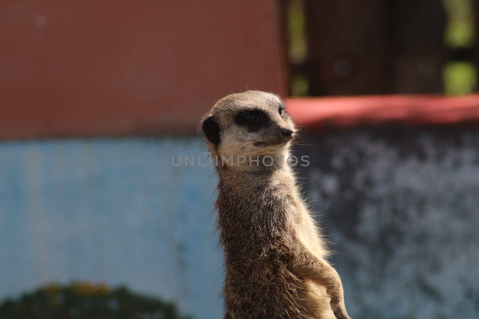 A meerkat observes its surroundings with curiosity while standing upright. The vibrant colors of the habitat enhance the lively atmosphere of the zoo.