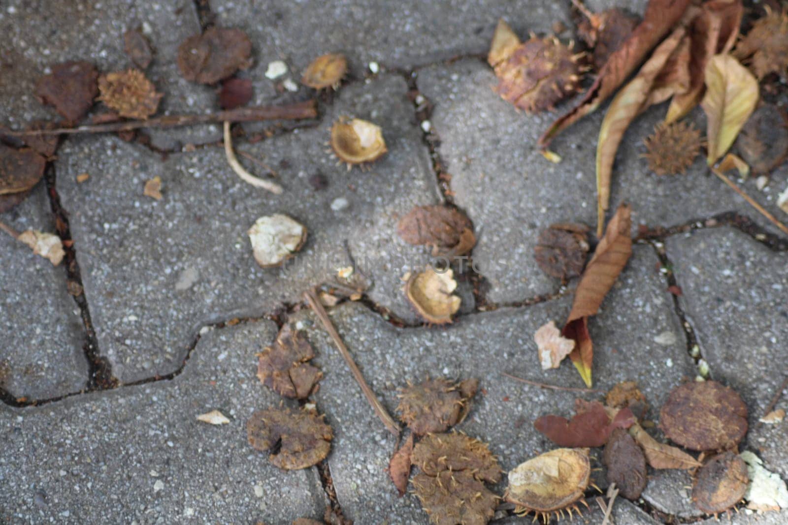 A variety of fallen leaves and seed pods covers the pavement, showcasing earthy colors and textures typical of an autumn day, highlighting seasonal change.