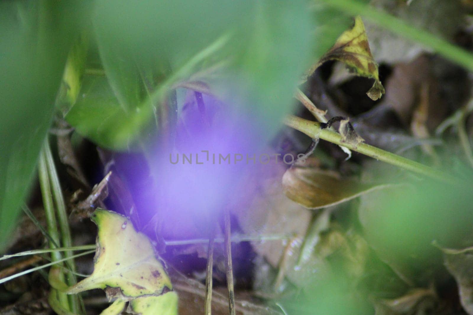 A delicate purple flower peeks through lush green leaves and twigs in a serene forest setting, showcasing nature's subtle beauty and hidden wonders.