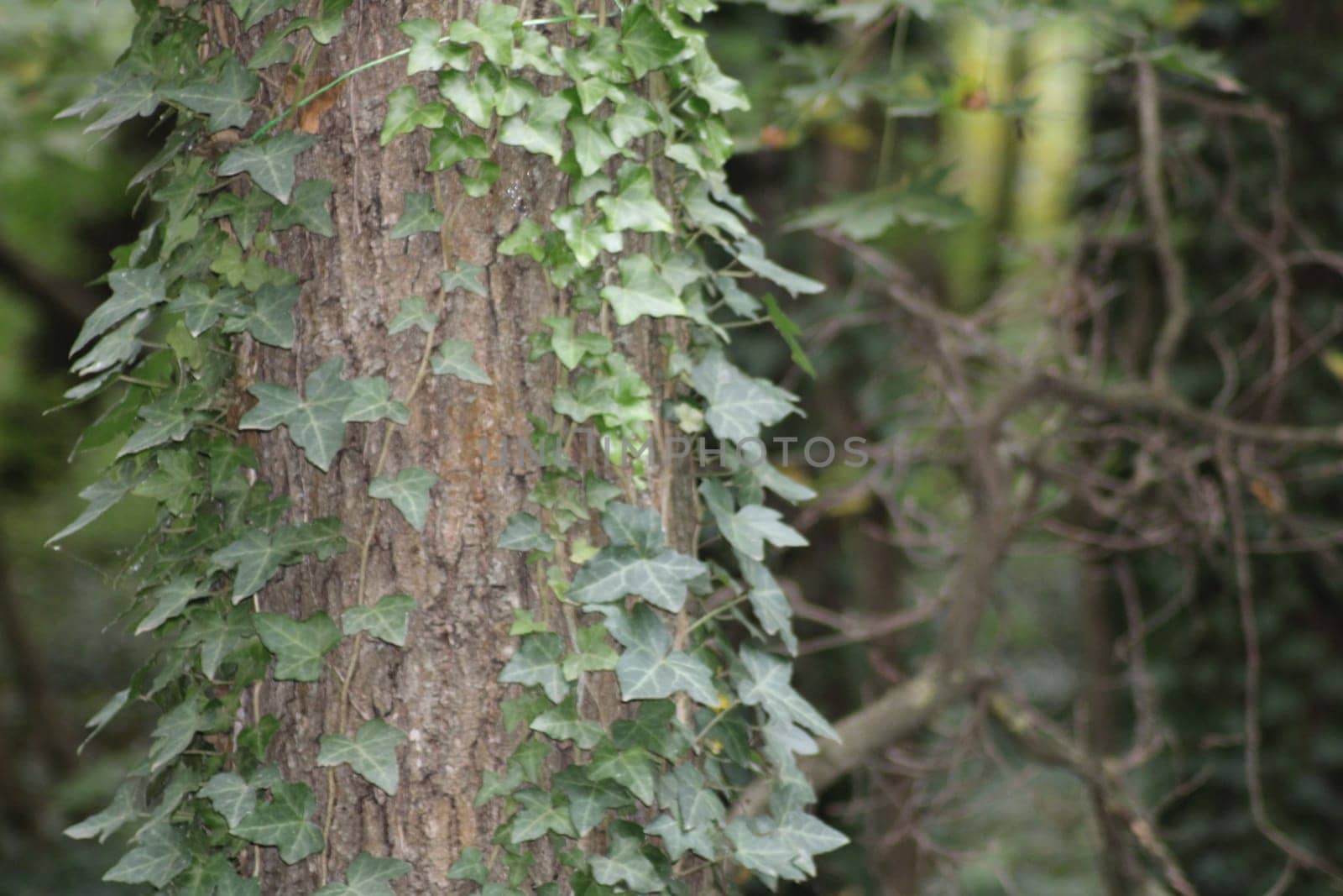 A sturdy tree trunk is wrapped in vibrant green ivy in a dense forest. Sunlight filters through the leaves, enhancing the serene atmosphere of nature.